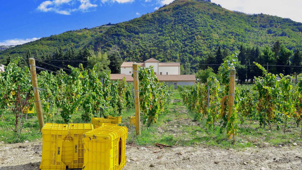 Corte dei Roberto - Azienda Vitivinicola