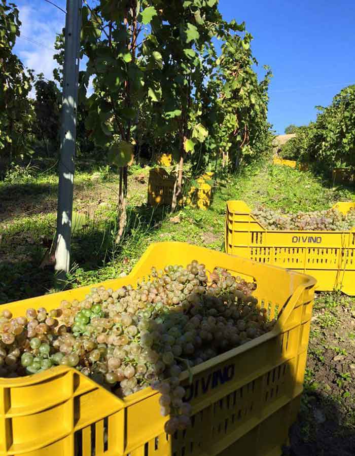 Il territorio - Corte dei Roberto Azienda Vitivinicola