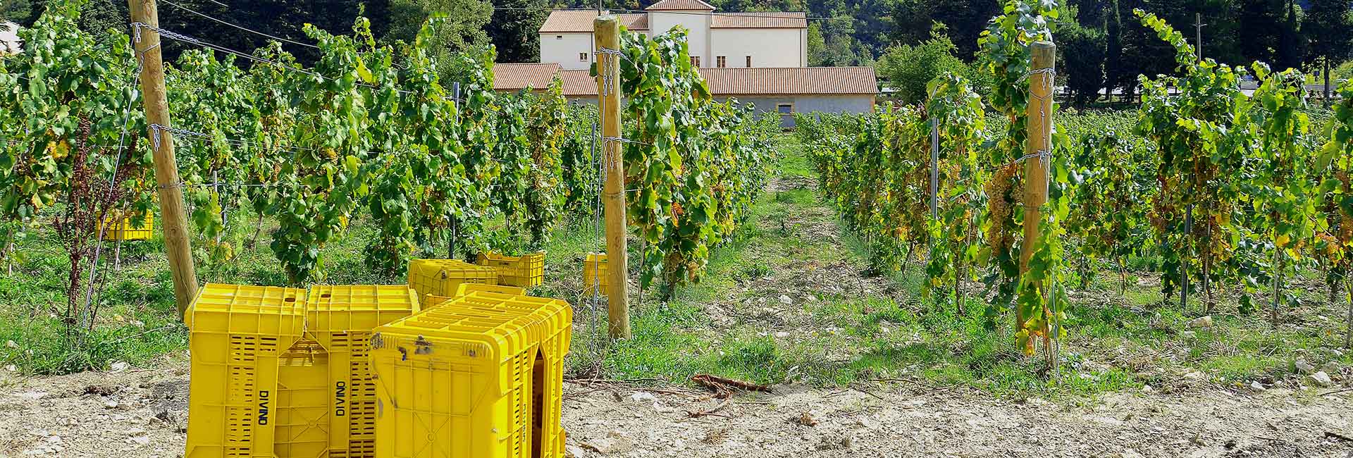 Il territorio - Corte dei Roberto Azienda Vitivinicola